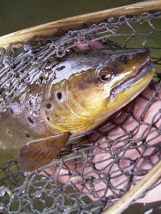 北海道では害魚扱い?茶鱒